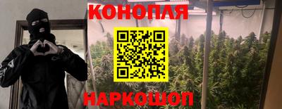 шишки Дубна